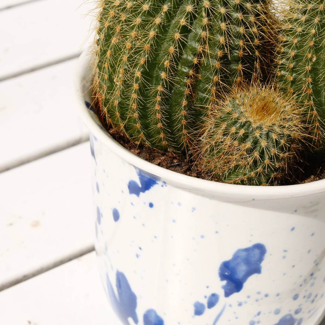 The splash cups, also suitable for a lovely #cactus. #plant #coffecups #pocelain #handmade #studiolorier