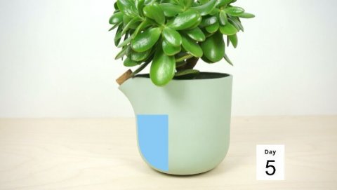 2nd most popular this year was our Natural Balance, launched on Kickstarter